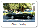 Black healey