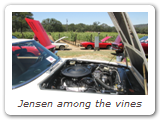 Jensen among the vines